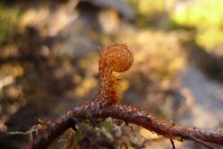 Sticherus urceolatus. Frond newly emerging from rhizome. 
 Image: L.R. Perrie © Te Papa 2012 CC BY-NC 3.0 NZ